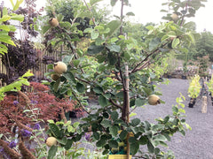 Apfelquitte 'Konstantinopler Apfelquitte'