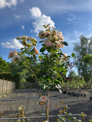 Strauchrose 'Matthias Claudius Rose' Hochstamm
