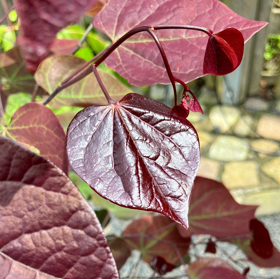 Judasbaum 'Forest Pansy'