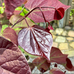 Judasbaum 'Forest Pansy'