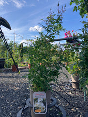 Kleinstrauchrose 'Bienenweide® Ivory'