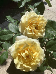 Edelrose 'Sunny Sky`Eleganza