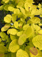 Gelber Perückenstrauch 'Golden Spirit'