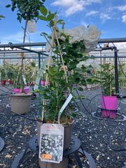 Beetrose 'Aspirin-Rose'
