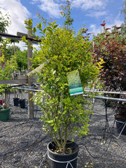 Goldliguster 'Aureum'