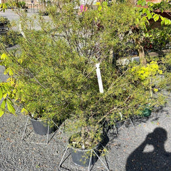 Farnblättriger Faulbaum 'Asplenifolia' (3) EA
