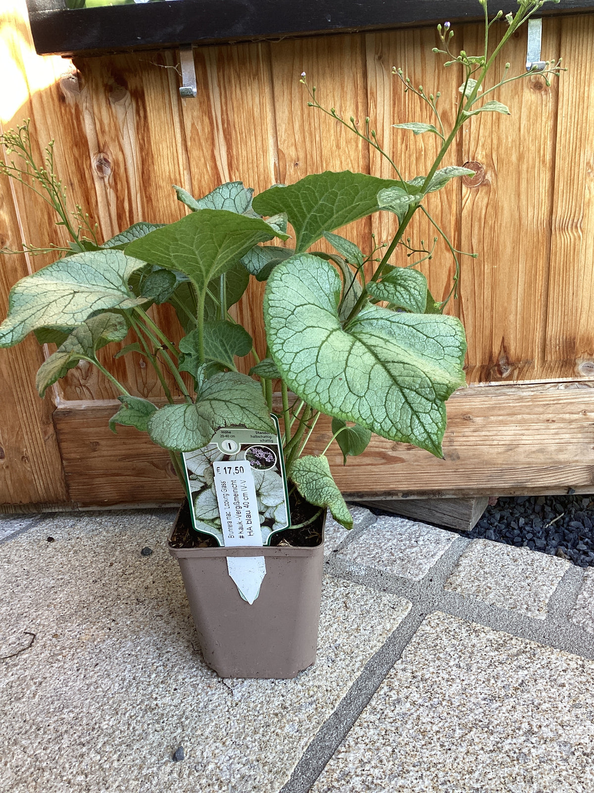 Kaukasus-Vergissmeinnicht ' Looking Glass' Brunnera