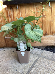 Kaukasus-Vergissmeinnicht ' Looking Glass' Brunnera