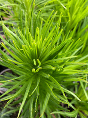 Prachtscharte 'Alba'