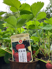 Garten-Erdbeere 'Senga Sengana'