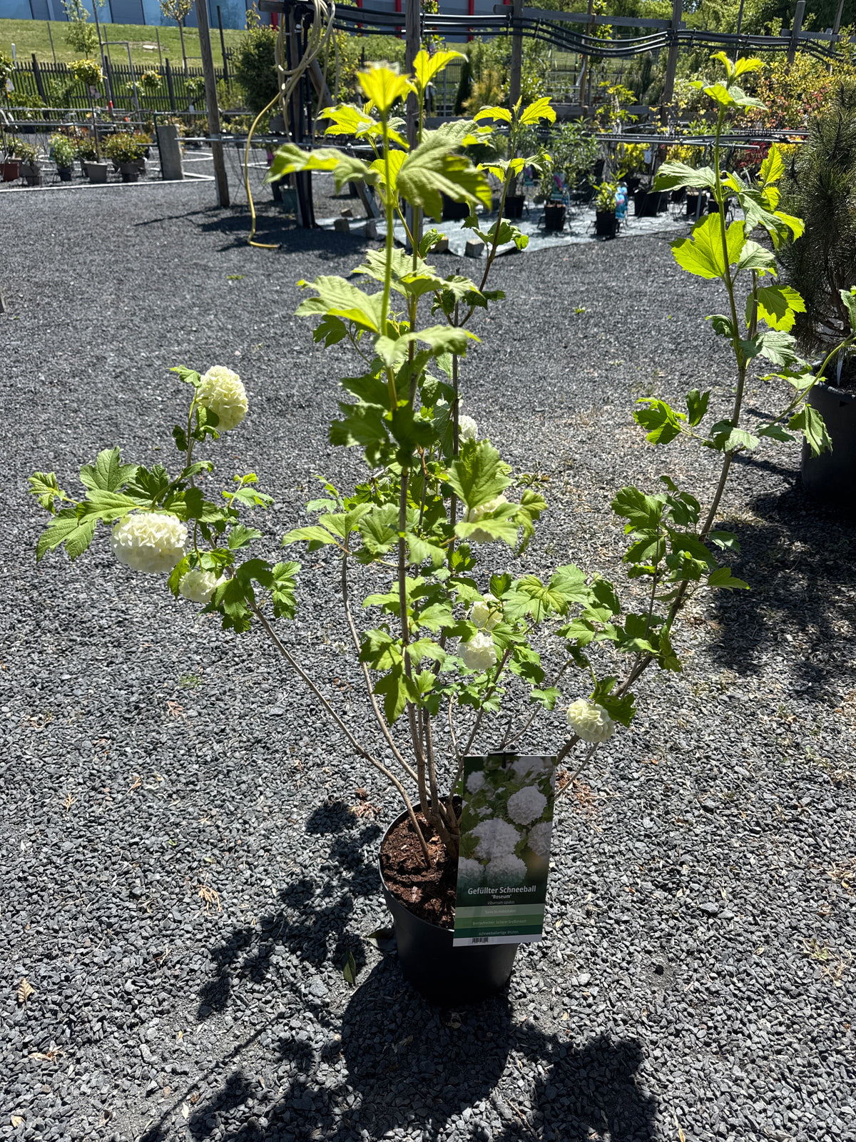 Gefüllter Schneeball 'Roseum'