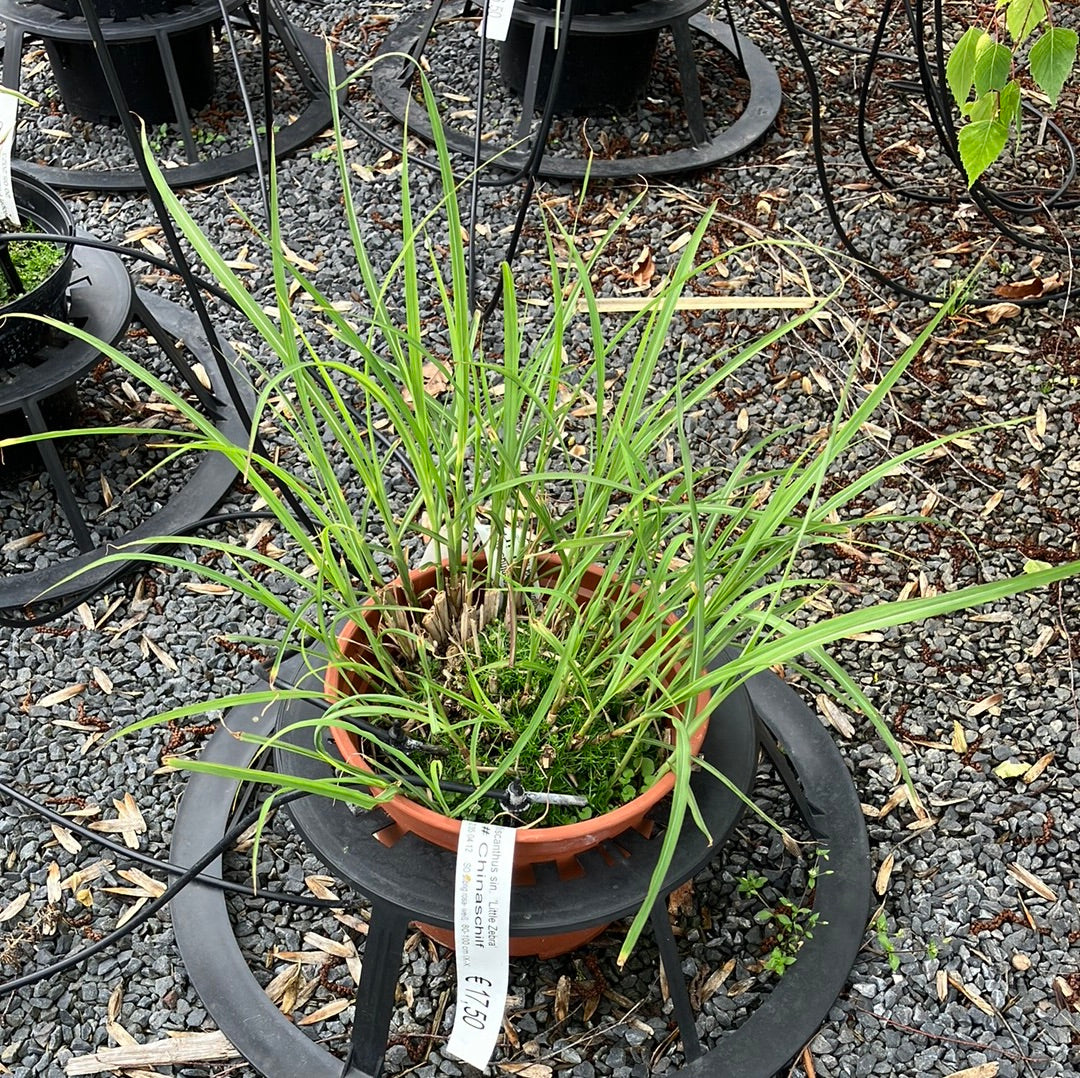 Chinaschilf 'Little Zebra'