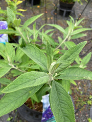 Sommerflieder 'Ellens Blue' DD