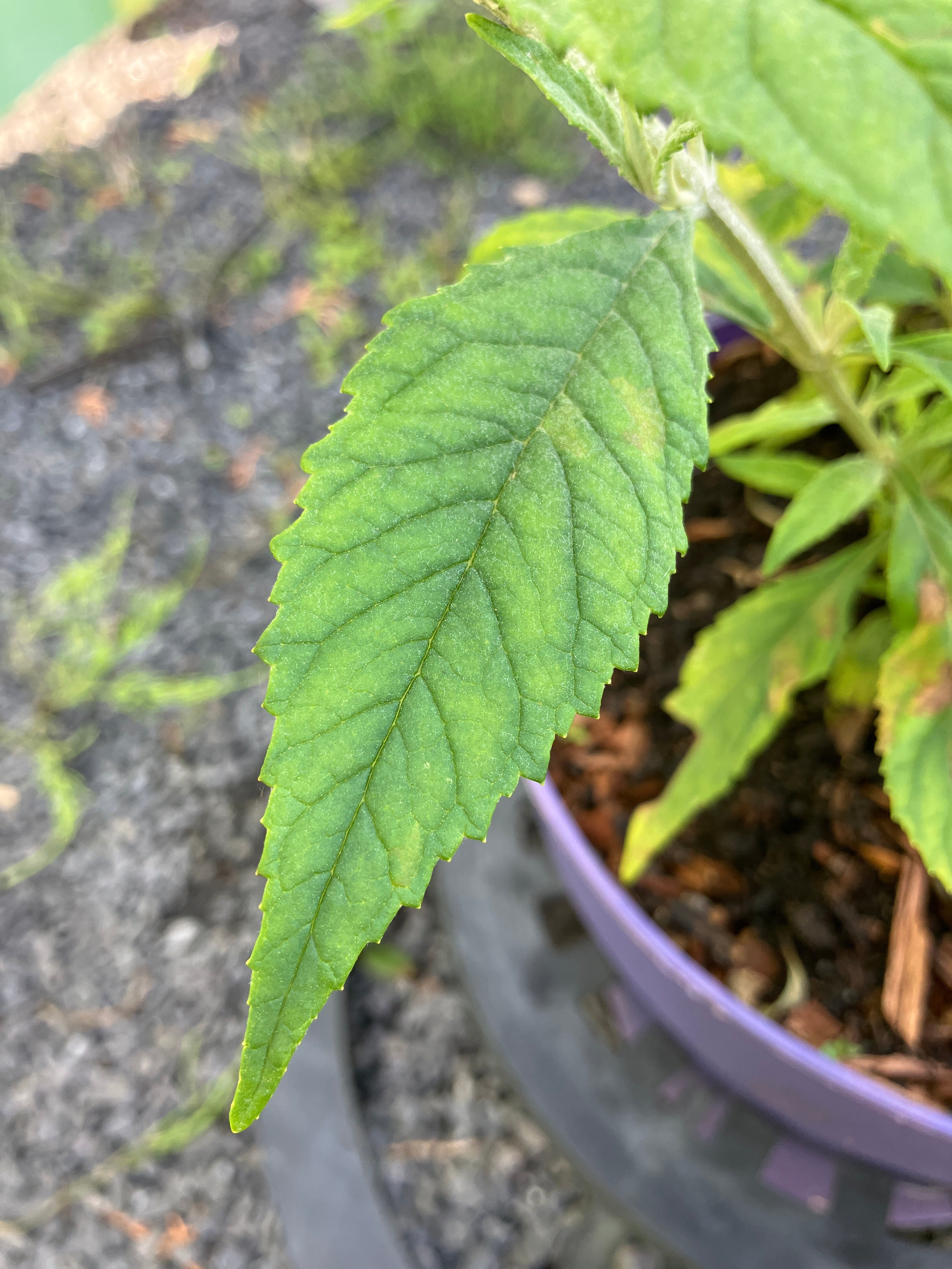 Zwerg-Schmetterlingsflieder 'Painted Lady'