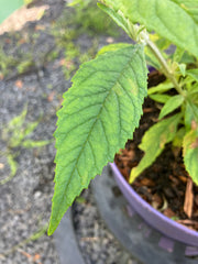 Zwerg-Schmetterlingsflieder 'Painted Lady'
