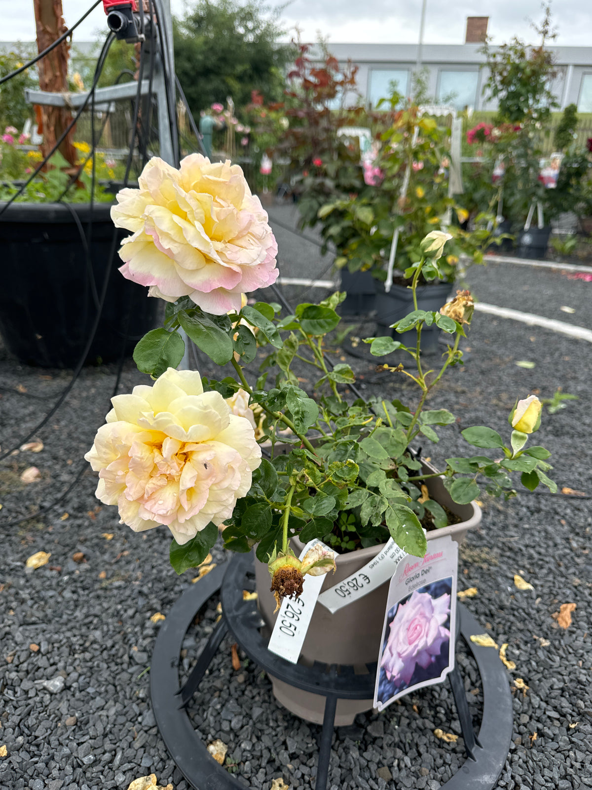 Edelrose 'Gloria Dei'