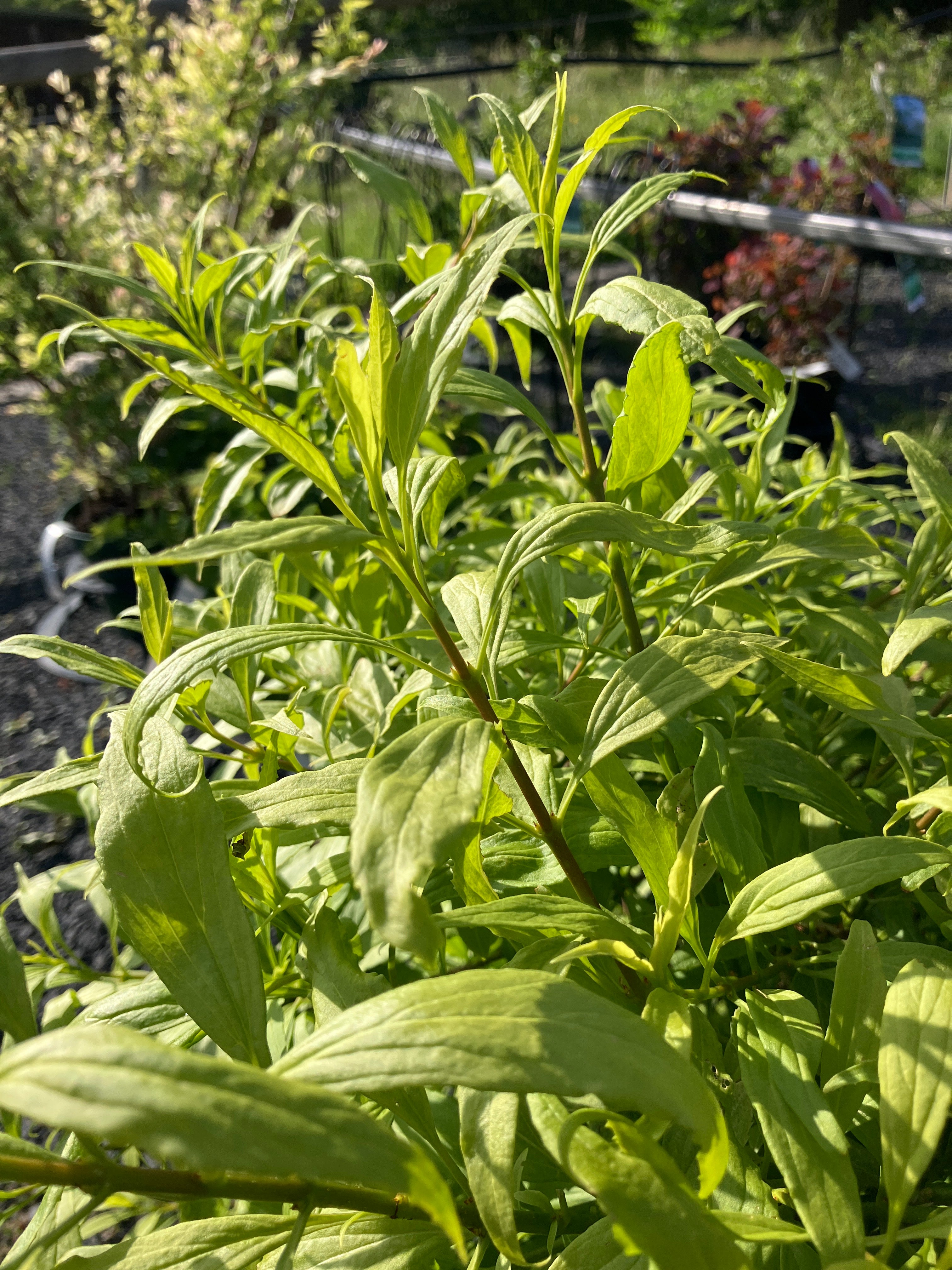Forsythie 'Melee d'Or' klein