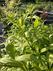 Forsythie 'Melee d'Or' klein