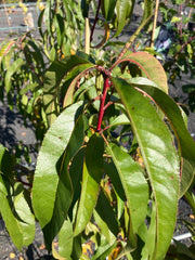 Pfirsich 'Benedicte'