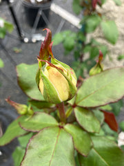 Edelrose 'Souvenir® de Baden-Baden'