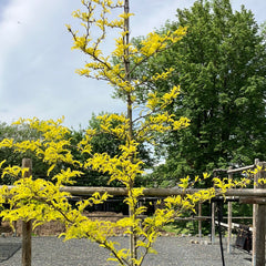 Gold Gleditsche 'Sunburst'