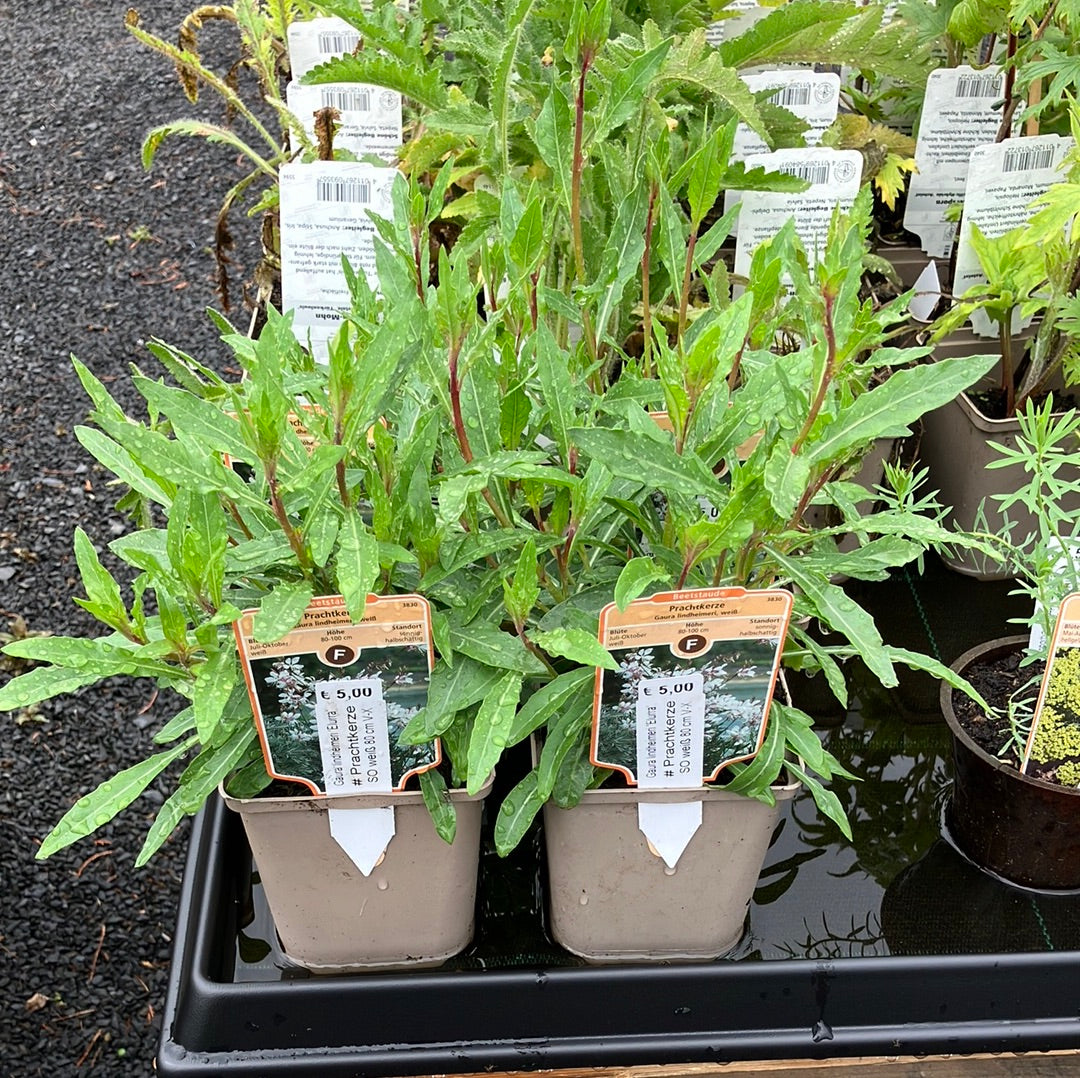 Prachtkerze Gaura lindheimeri 'Elurra'