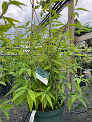 Sommerflieder 'Empire Blue'