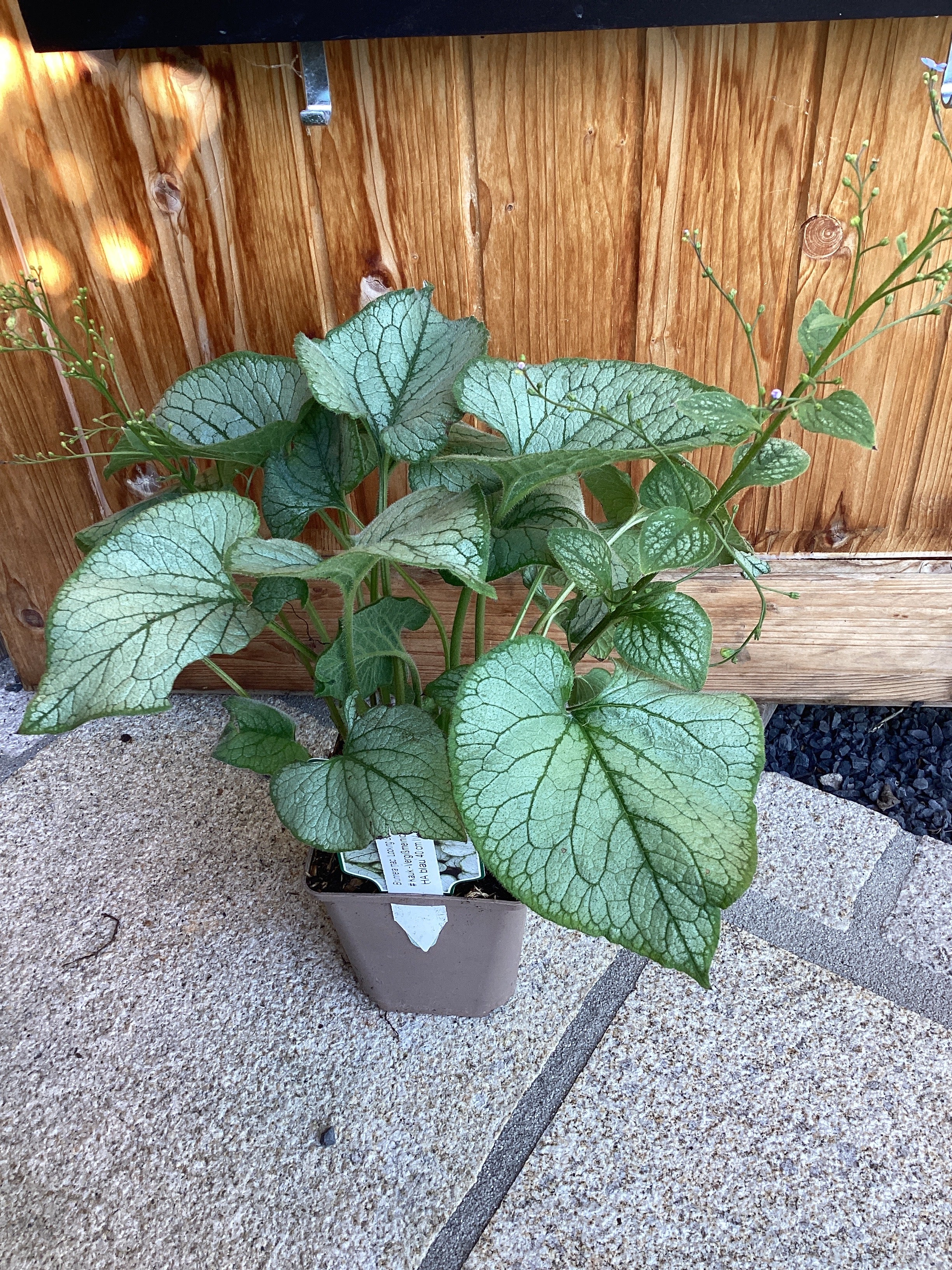 Kaukasus-Vergissmeinnicht ' Looking Glass' Brunnera