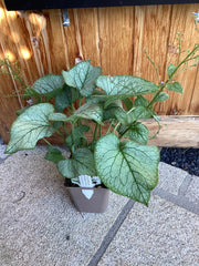 Kaukasus-Vergissmeinnicht ' Looking Glass' Brunnera