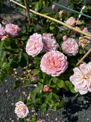 Strauchrose 'Eustacia Vye®'