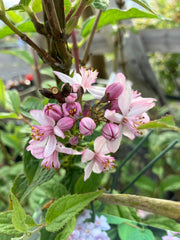 Blumendeutzie 'Mont Rose'