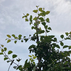 Zierapfel 'Evereste'
