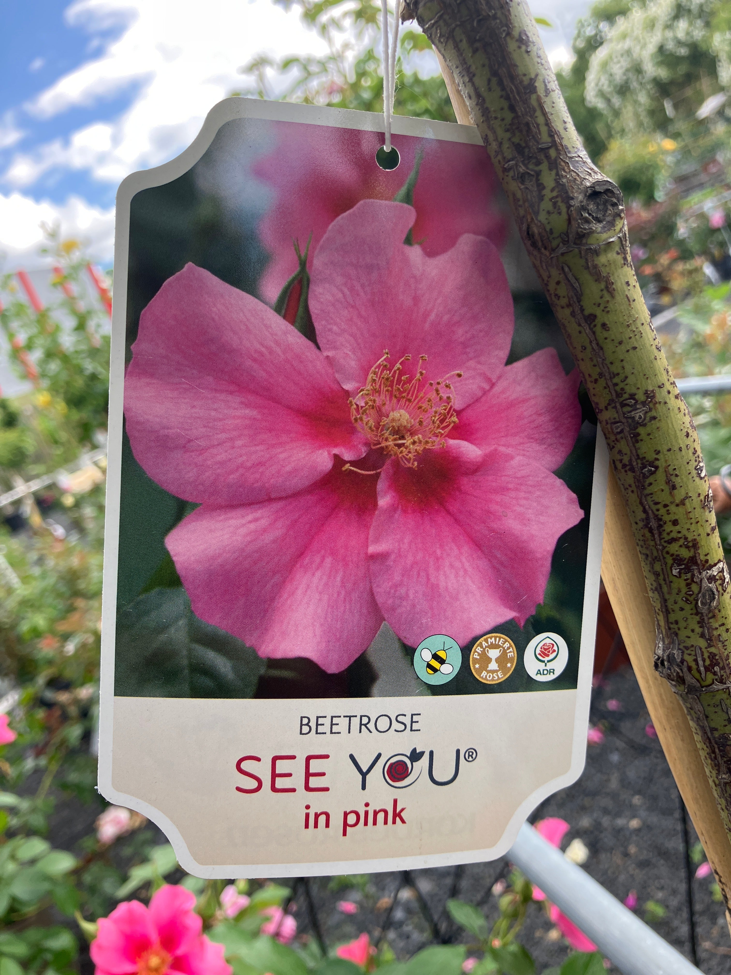 Beetrose 'SEE YOU® in pink' Hochstamm