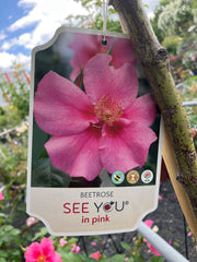 Beetrose 'SEE YOU® in pink' Hochstamm
