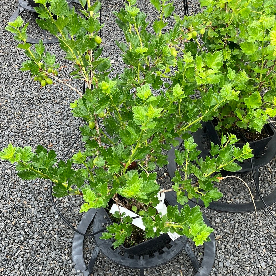 Rotfruchtige Stachelbeere 'Hinnonmäki rot' klein