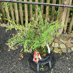 Schmuckginster 'Red wings'