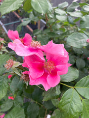 Beetrose 'SEE YOU® in pink' Hochstamm
