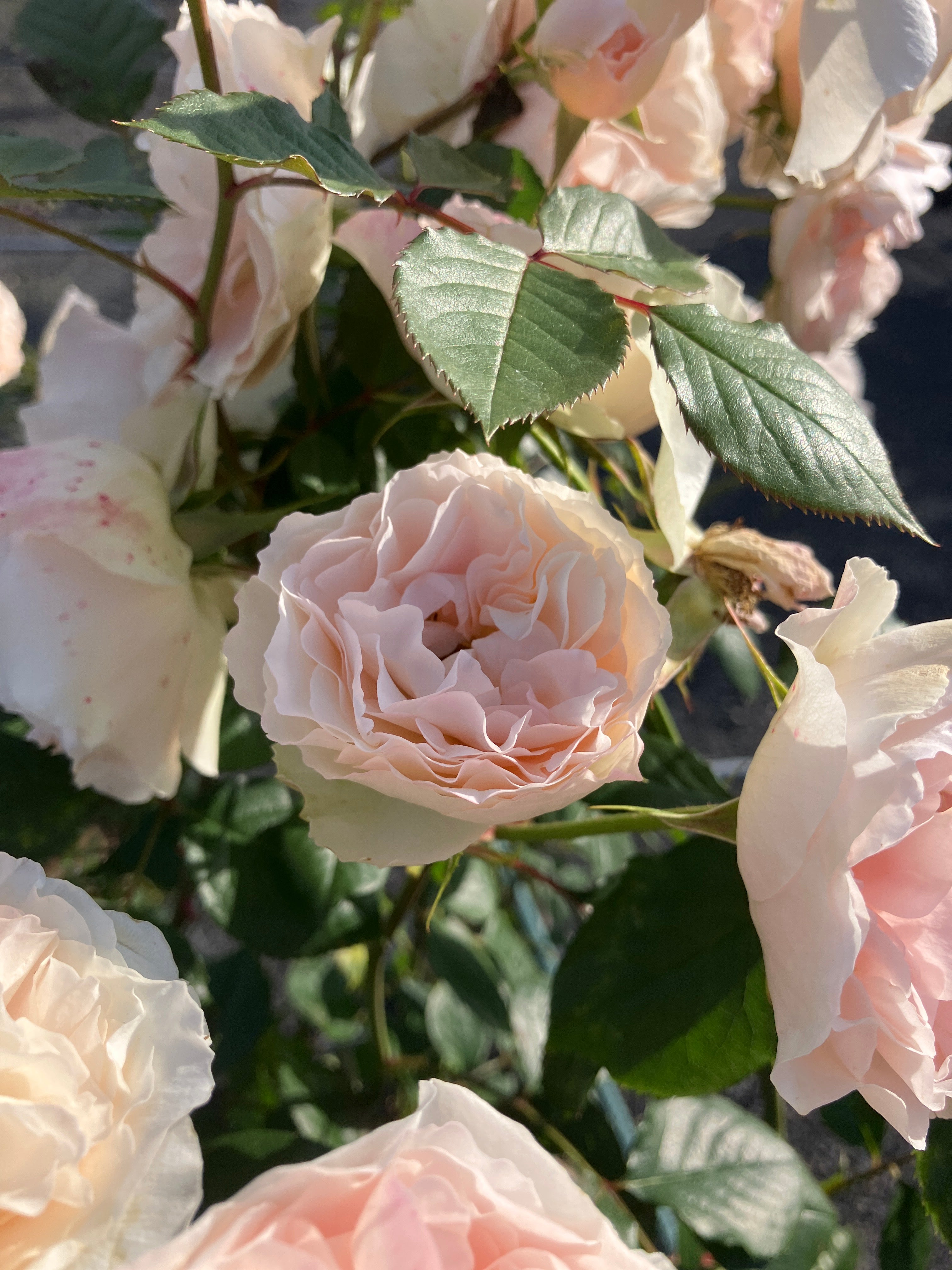Strauchrose 'Matthias Claudius Rose' Hochstamm