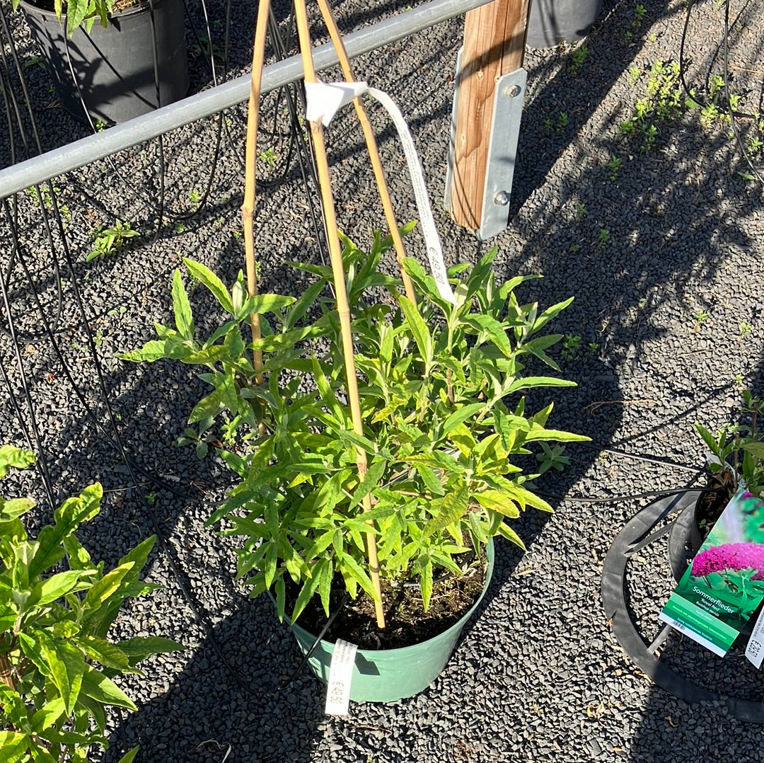 Sommerflieder 'Empire Blue'
