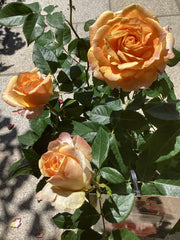 Edelrose 'Better Times`Eleganza