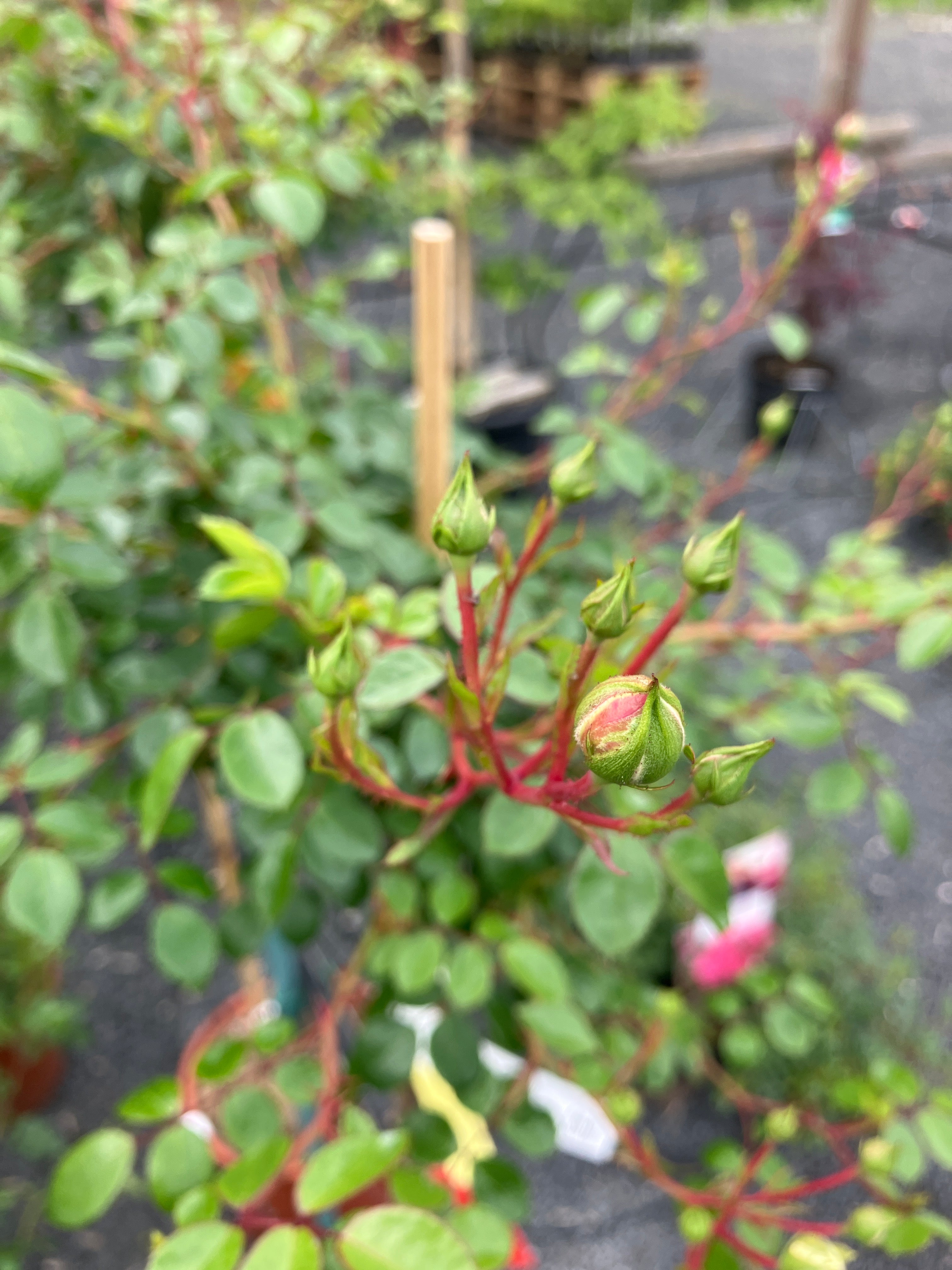 Kleinstrauchrose 'Snow Ballet' Hochstamm