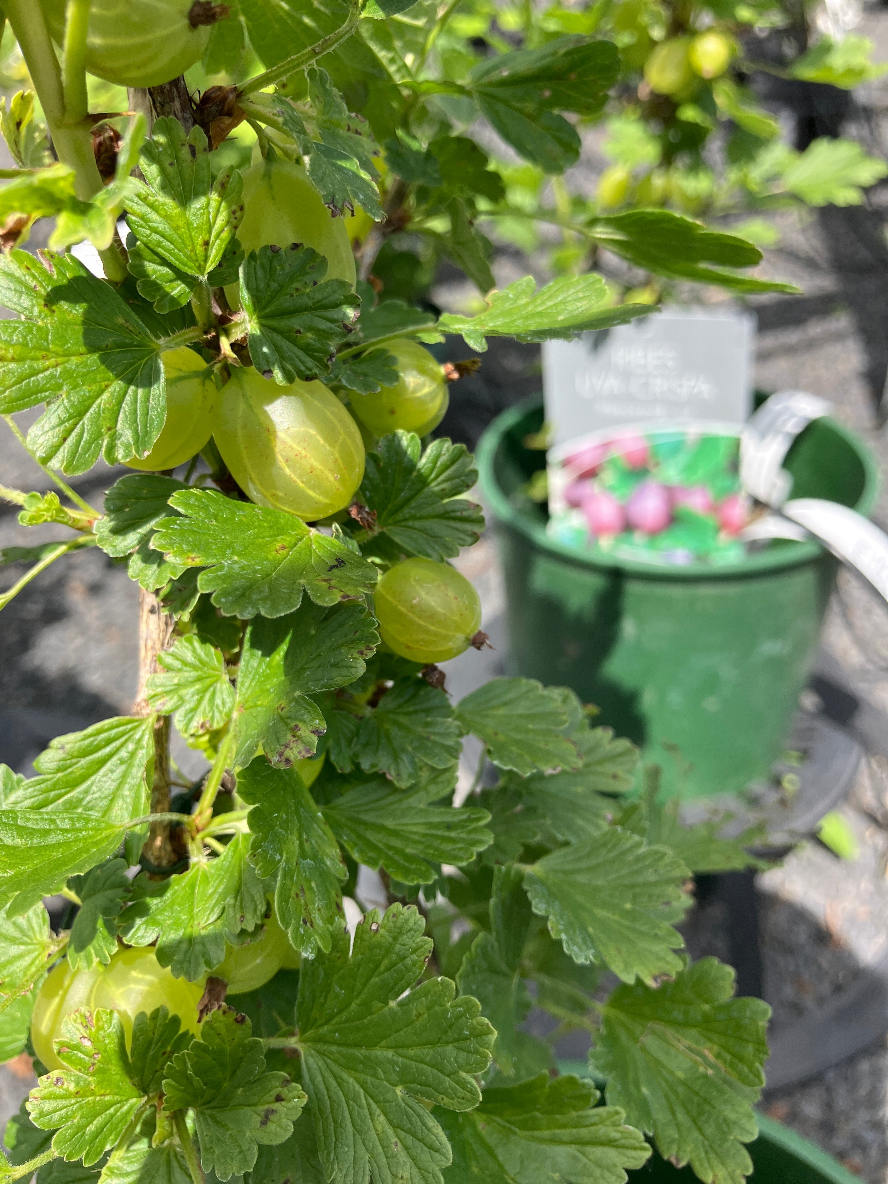 Stachelbeere 'Hinnonmäki rot'