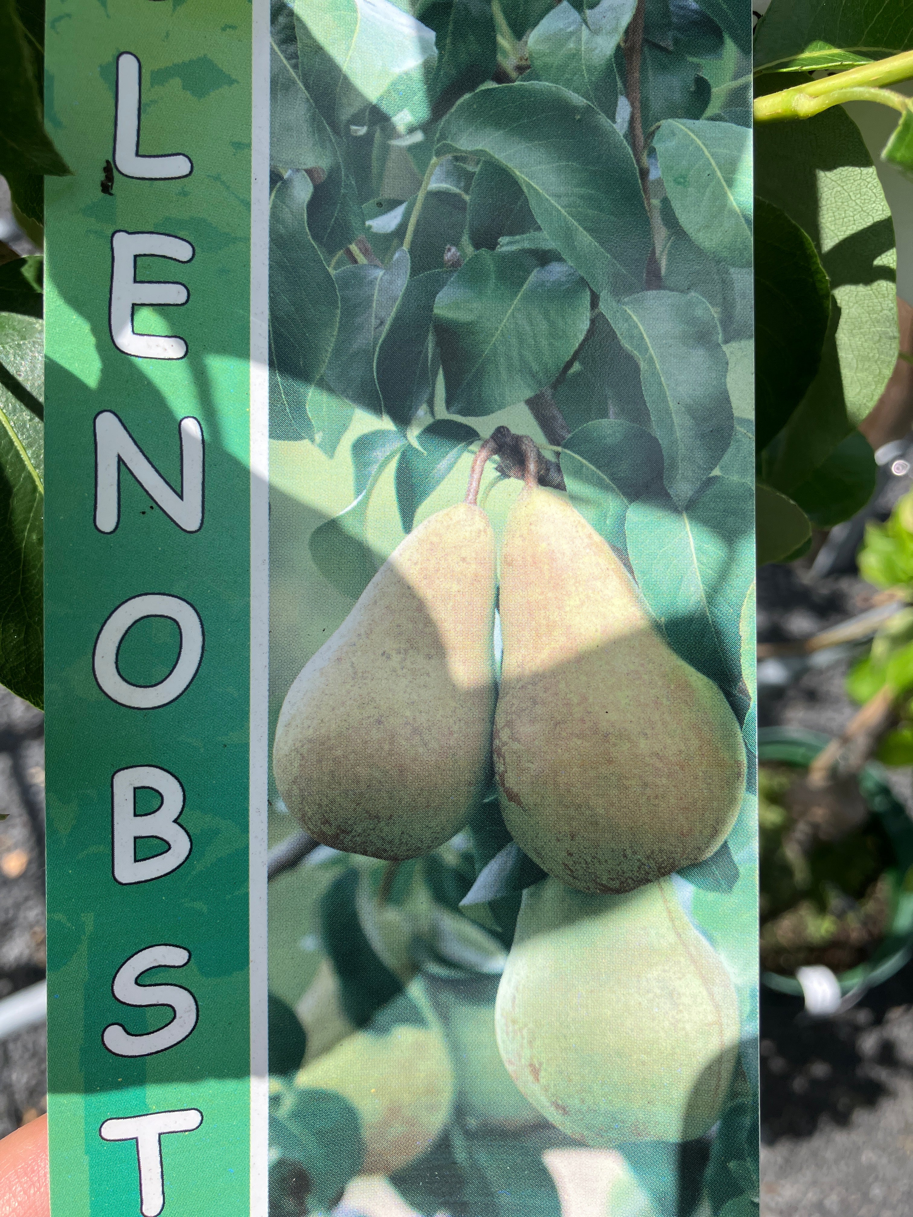 Säulenbirne 'Condora'