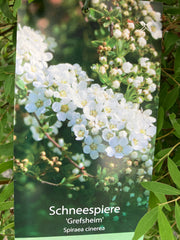 Schneespiere 'Grefsheim'