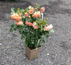 Kletterrose 'Peach Melba'