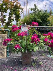 Kletterrose 'Purple Siluetta®'