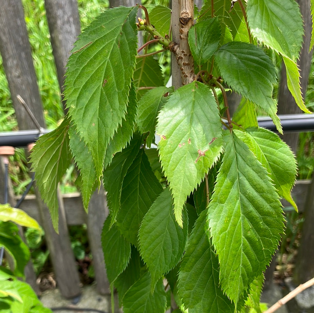 Hängezierkirsche 'Kiku-shidare-zakura'