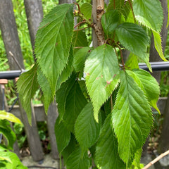 Hängezierkirsche 'Kiku-shidare-zakura'