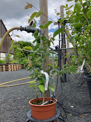 Felsenbirne 'Prince William'