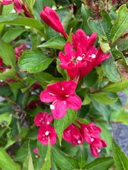 Weigelie 'Red Prince'